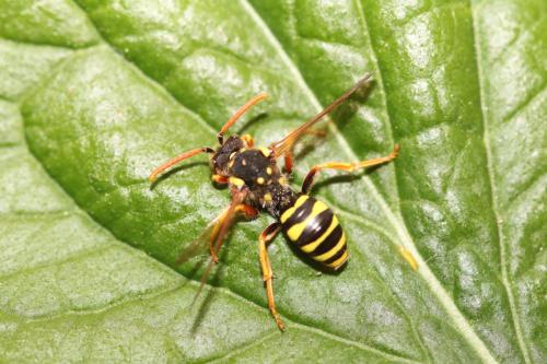 Nomada goodeniana